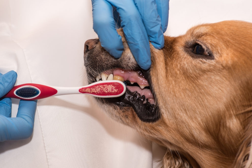 Mundgeruch durch Zahnstein beim Hund Was tun? Meine Tierwelt