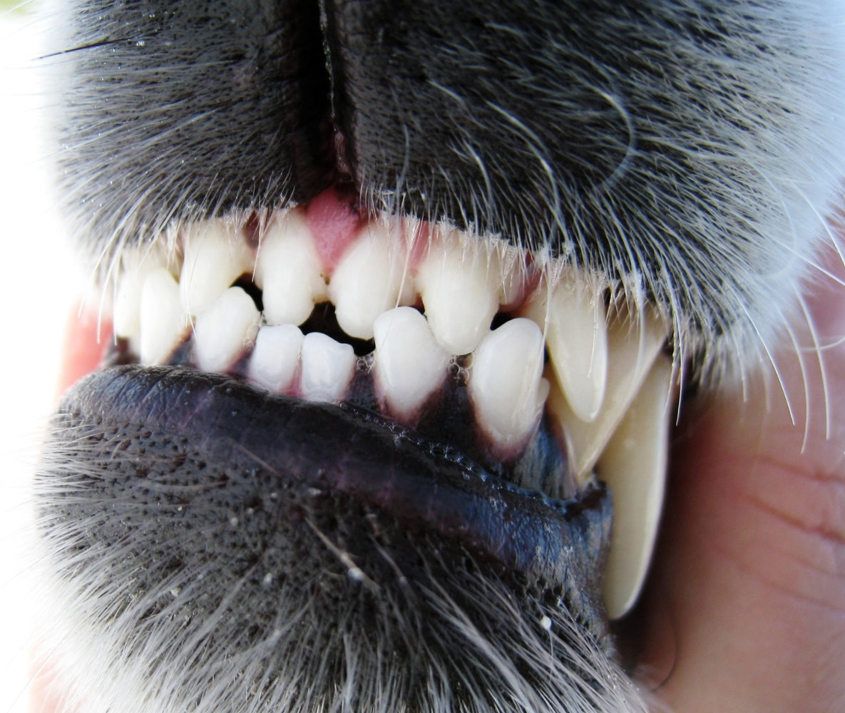 Mundgeruch durch Zahnstein beim Hund Was tun? Meine Tierwelt